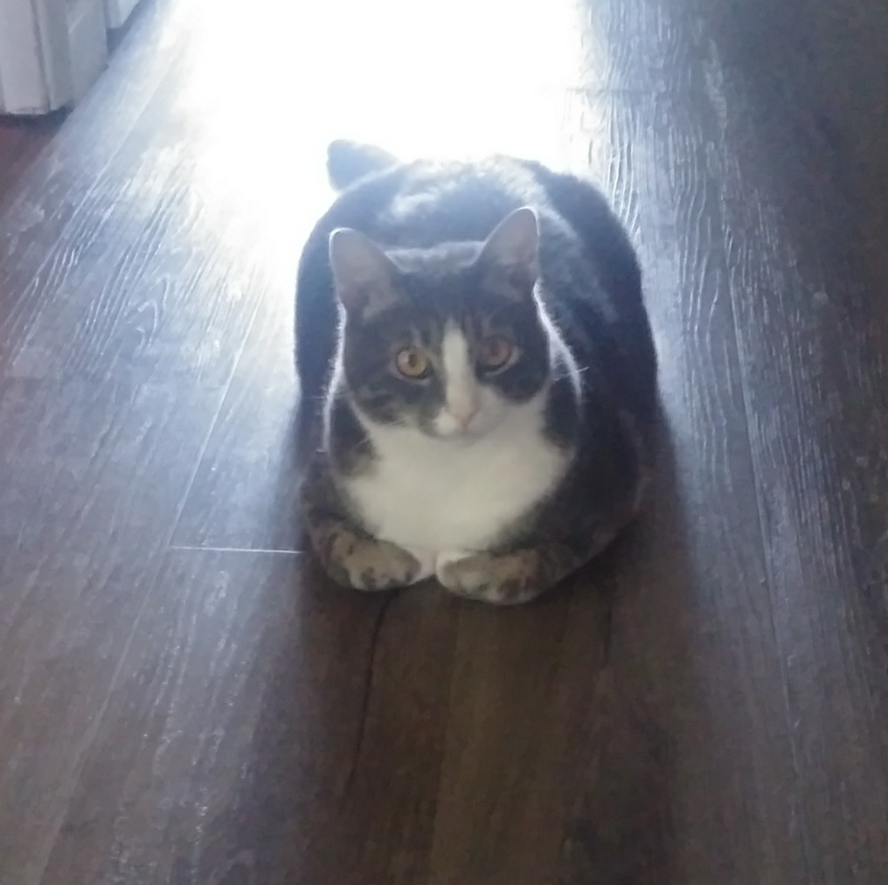 Meet your Posher, Casey